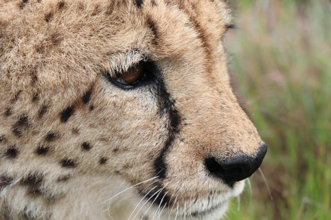 Hopewell Private Game Reserve Buyskloof Buitenkant foto