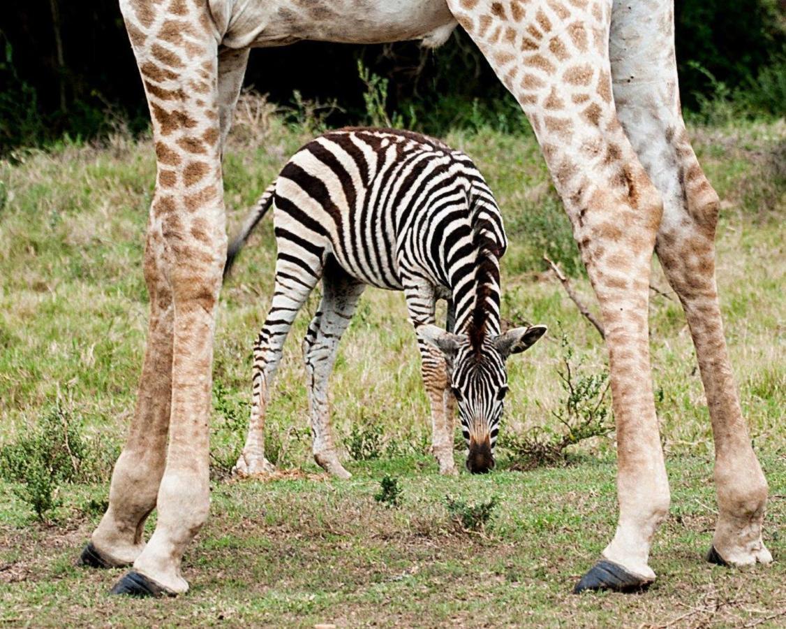 Hopewell Private Game Reserve Buyskloof Buitenkant foto