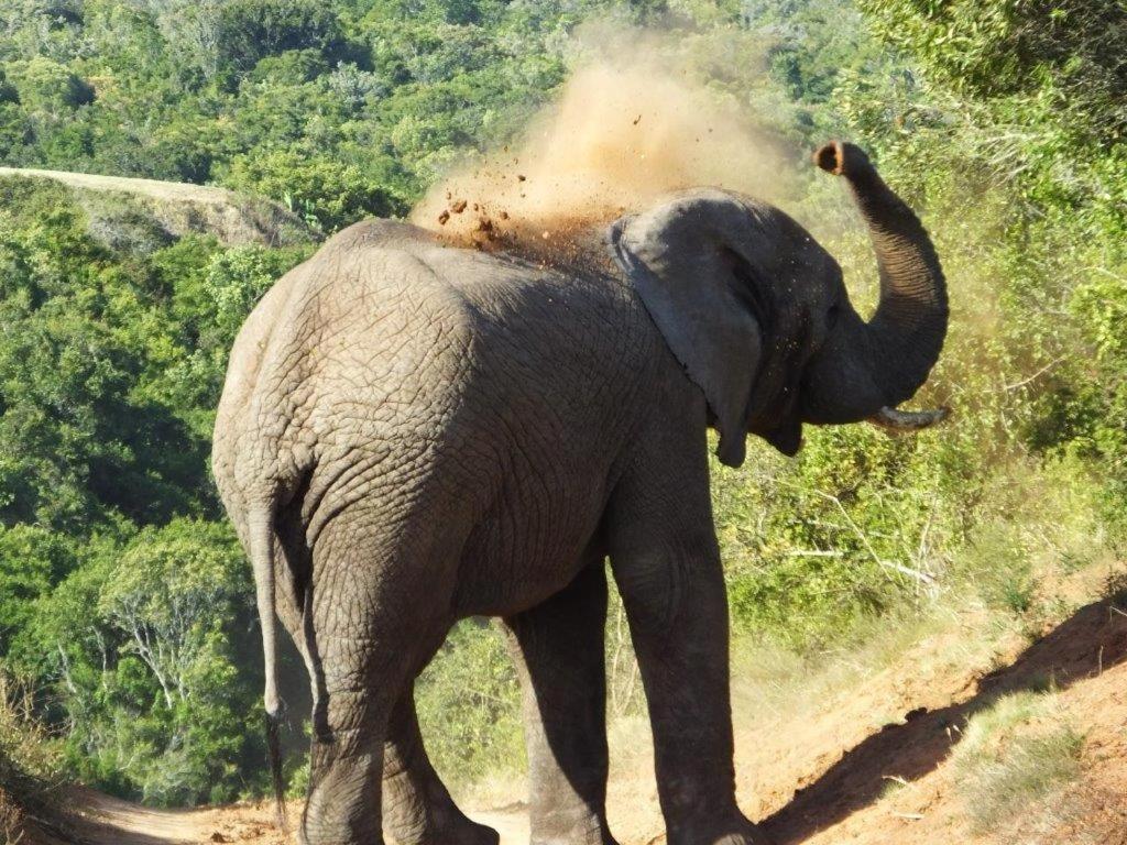 Hopewell Private Game Reserve Buyskloof Buitenkant foto