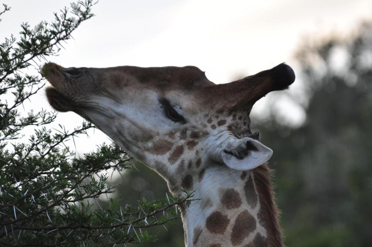 Hopewell Private Game Reserve Buyskloof Buitenkant foto