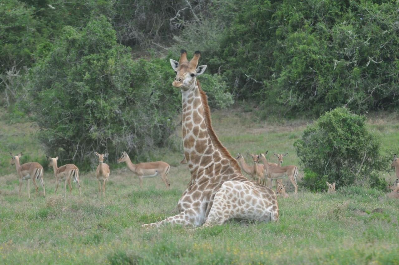 Hopewell Private Game Reserve Buyskloof Buitenkant foto