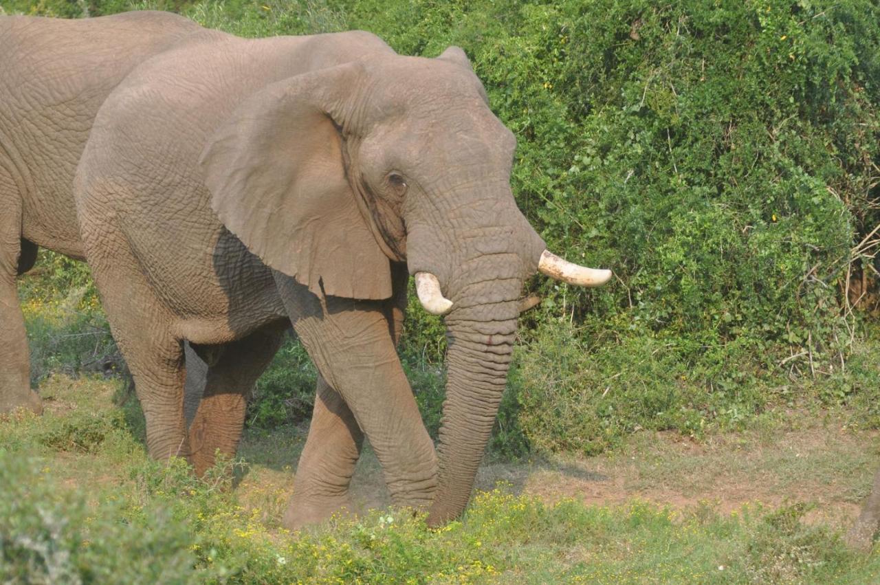 Hopewell Private Game Reserve Buyskloof Buitenkant foto