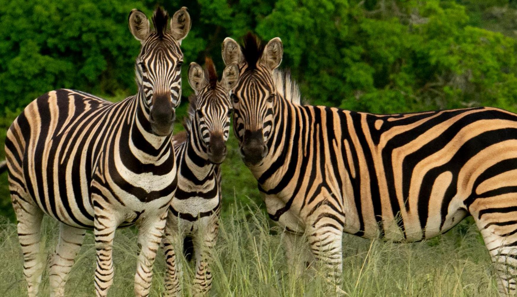 Hopewell Private Game Reserve Buyskloof Buitenkant foto