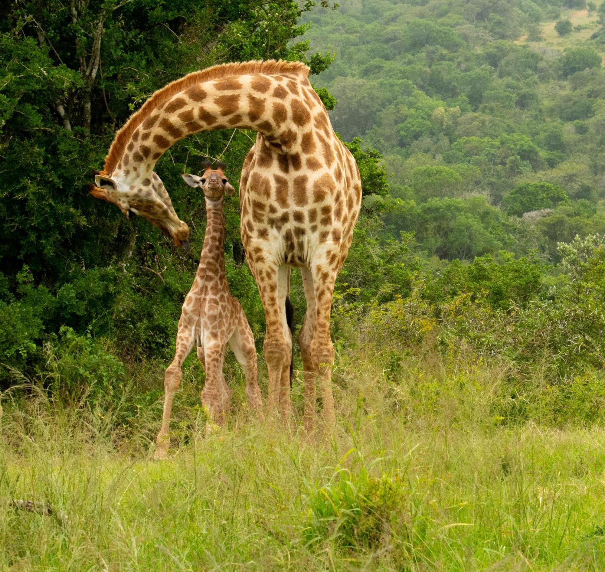 Hopewell Private Game Reserve Buyskloof Buitenkant foto