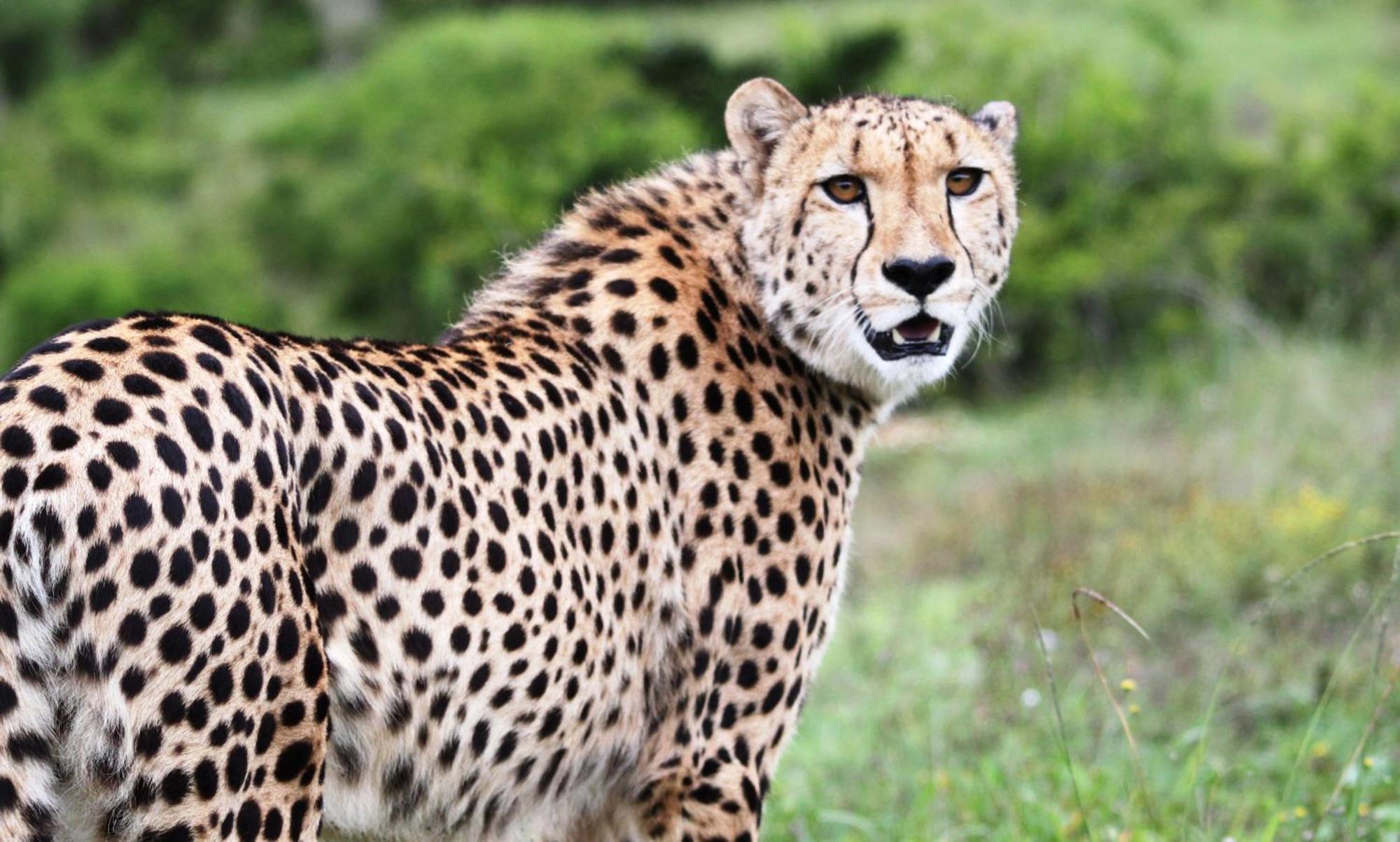Hopewell Private Game Reserve Buyskloof Buitenkant foto