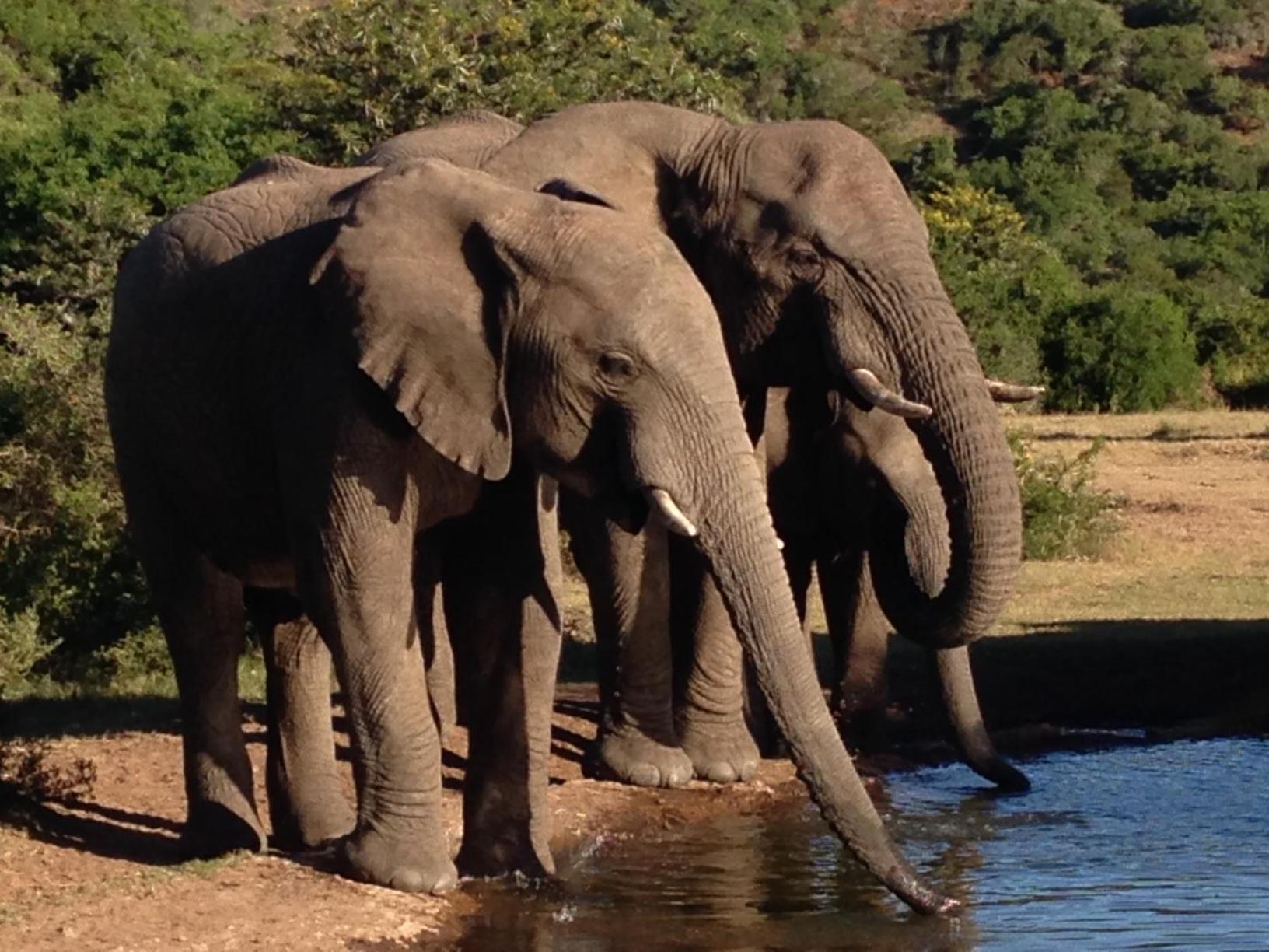 Hopewell Private Game Reserve Buyskloof Buitenkant foto