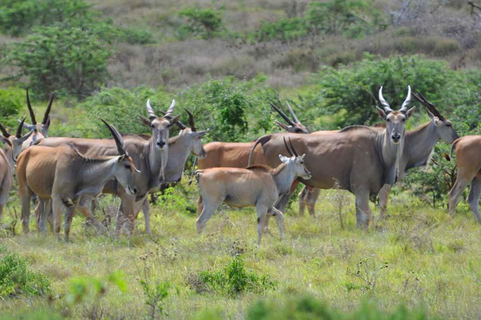 Hopewell Private Game Reserve Buyskloof Buitenkant foto