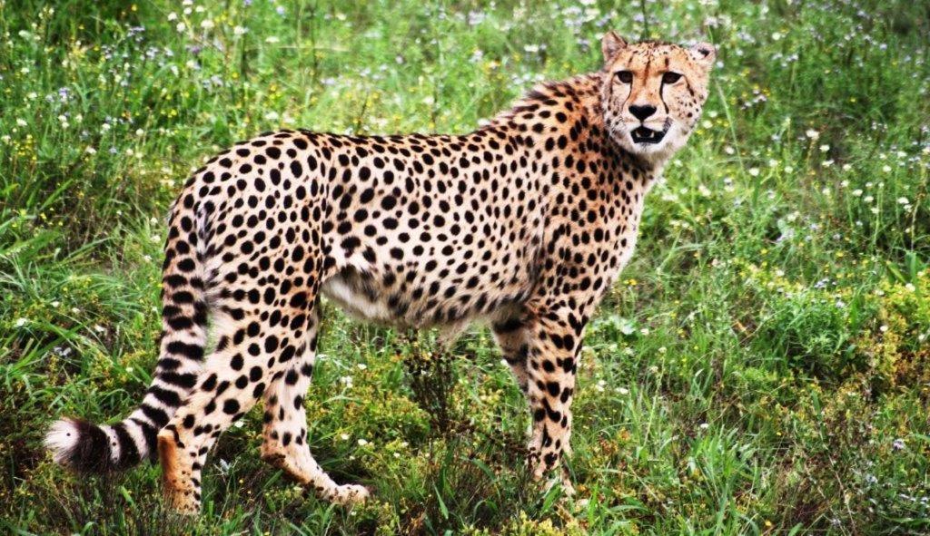 Hopewell Private Game Reserve Buyskloof Buitenkant foto