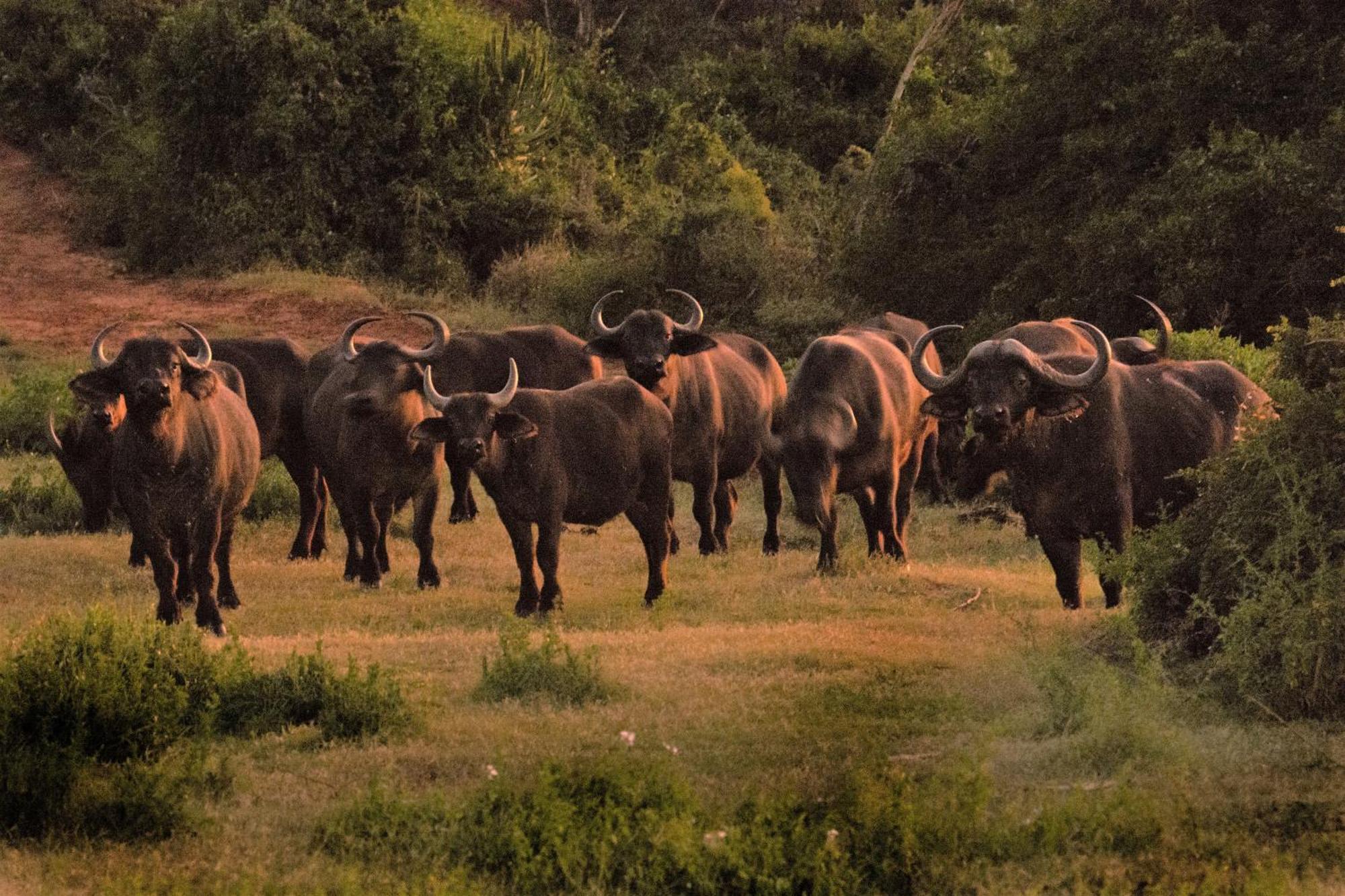 Hopewell Private Game Reserve Buyskloof Buitenkant foto