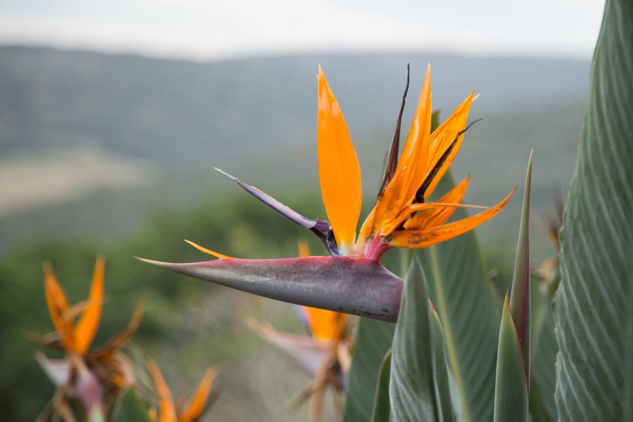 Hopewell Private Game Reserve Buyskloof Buitenkant foto