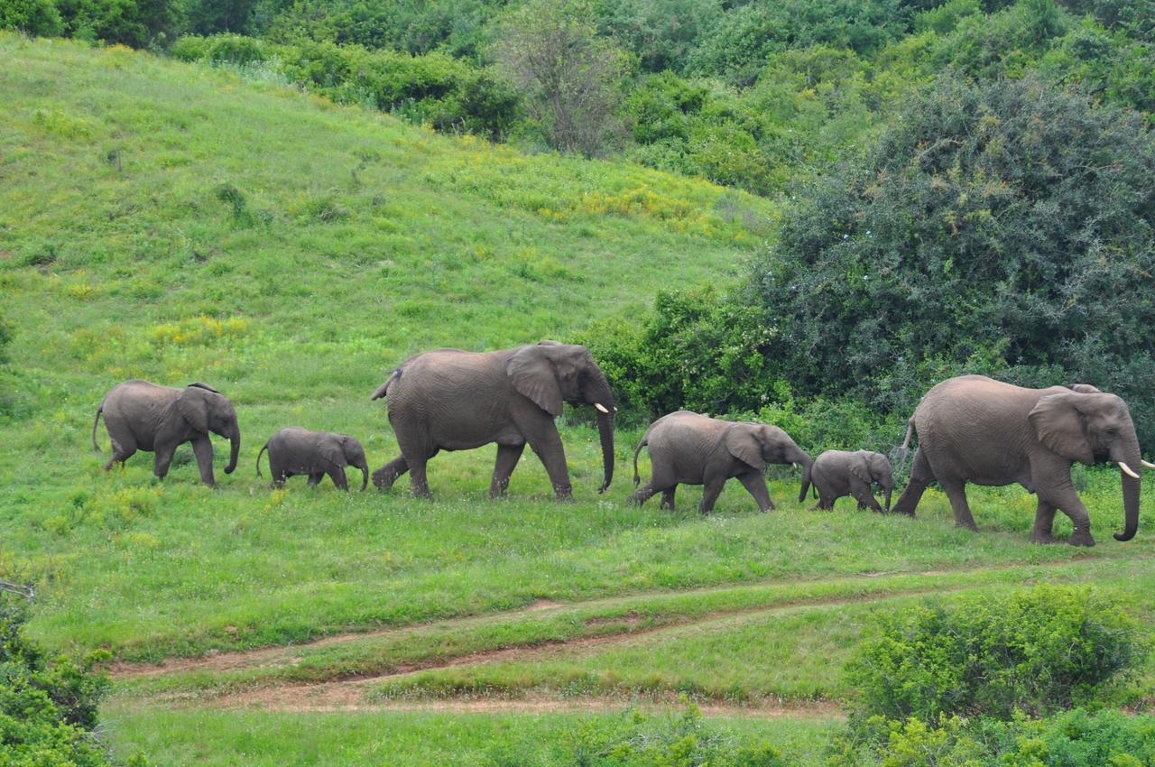 Hopewell Private Game Reserve Buyskloof Buitenkant foto
