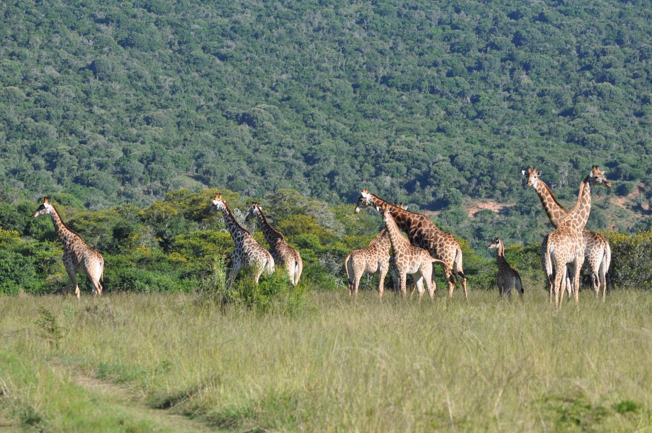 Hopewell Private Game Reserve Buyskloof Buitenkant foto